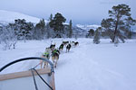 Norwegen - Husky/Reindeer