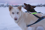 Norwegen - Husky/Reindeer