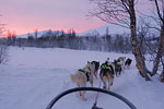 Norwegen - Husky/Reindeer