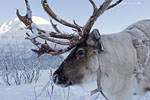 Norwegen - Husky/Reindeer