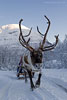 Norwegen - Husky/Reindeer
