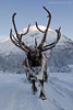 Norwegen - Husky/Reindeer