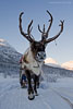 Norwegen - Husky/Reindeer