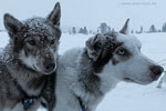 Norwegen - Husky/Reindeer