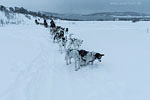 Norwegen - Husky/Reindeer