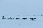 Norwegen - Husky/Reindeer