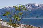 Norwegen - Region Hardanger