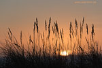 Ostseekste Sonnenaufgang