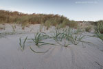 Ostseekste