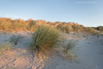 Ostseekste
