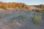Ostseekste