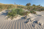 Ostseekste