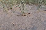 Ostseekste