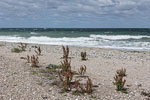 Sturm am Meer