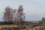 Ostseekste