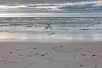 Ostseekste