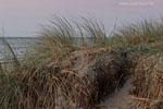 Ostseekste