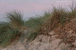 Ostseekste