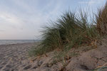 Ostseekste