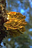 Pilze