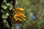 Pilze