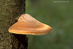 Pilze