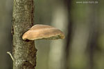 Pilze