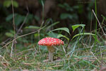 Pilze