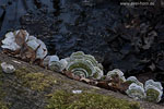 Pilze