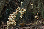 Pilze