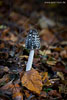 Pilze