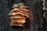Pilze
