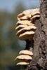 Pilze