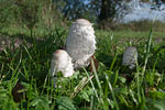 Pilze