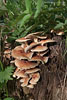 Pilze