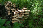 Pilze
