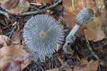 Pilze