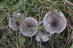 Pilze