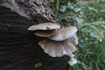 Pilze