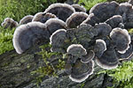 Pilze