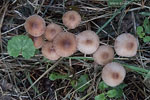 Pilze