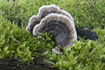 Pilze