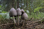 Pilze