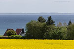 Rapsfelder am Meer