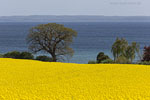 Rapsfelder am Meer