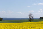 Rapsfelder am Meer