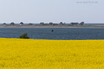 Rapsfelder am Meer