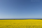 Rapsfelder am Meer