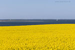 Rapsfelder am Meer