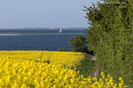 Rapsfelder am Meer